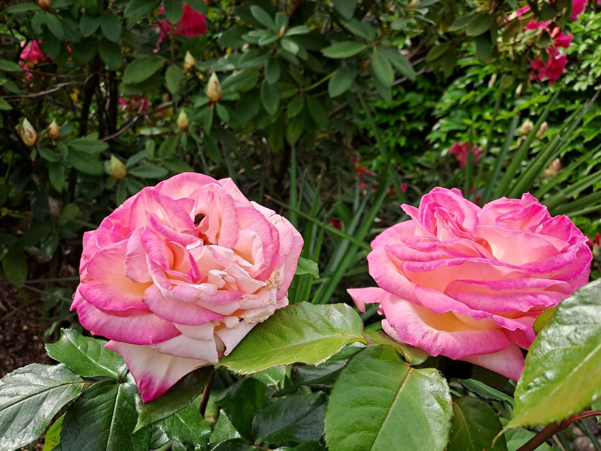Gite 5 "Le Laurus" Aux Magnolias Aubenas Dış mekan fotoğraf