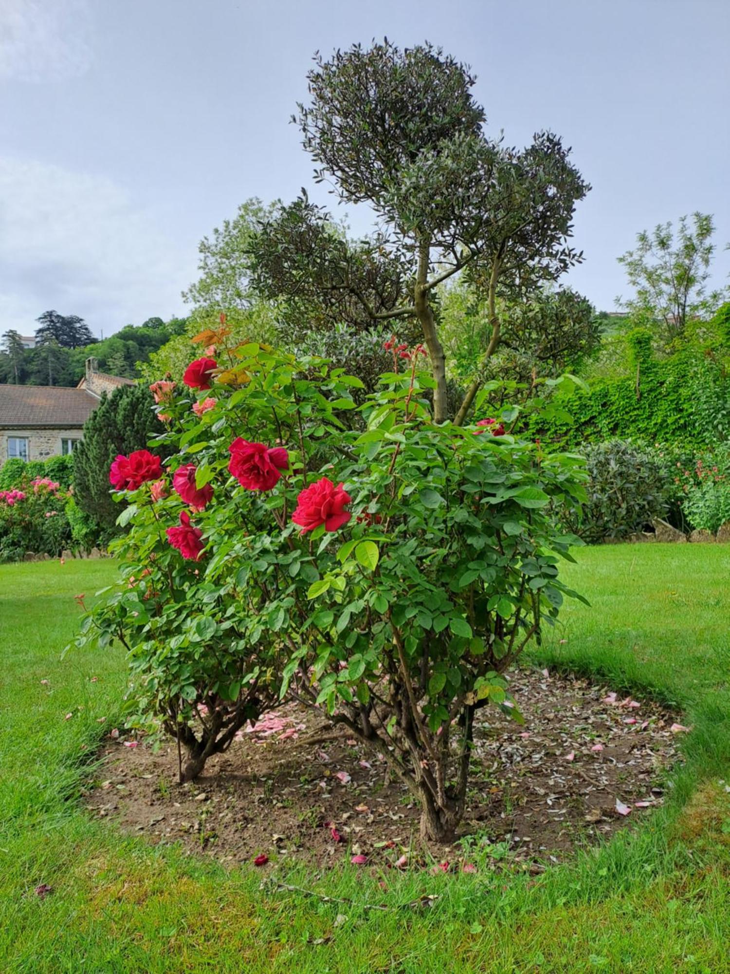 Gite 5 "Le Laurus" Aux Magnolias Aubenas Dış mekan fotoğraf
