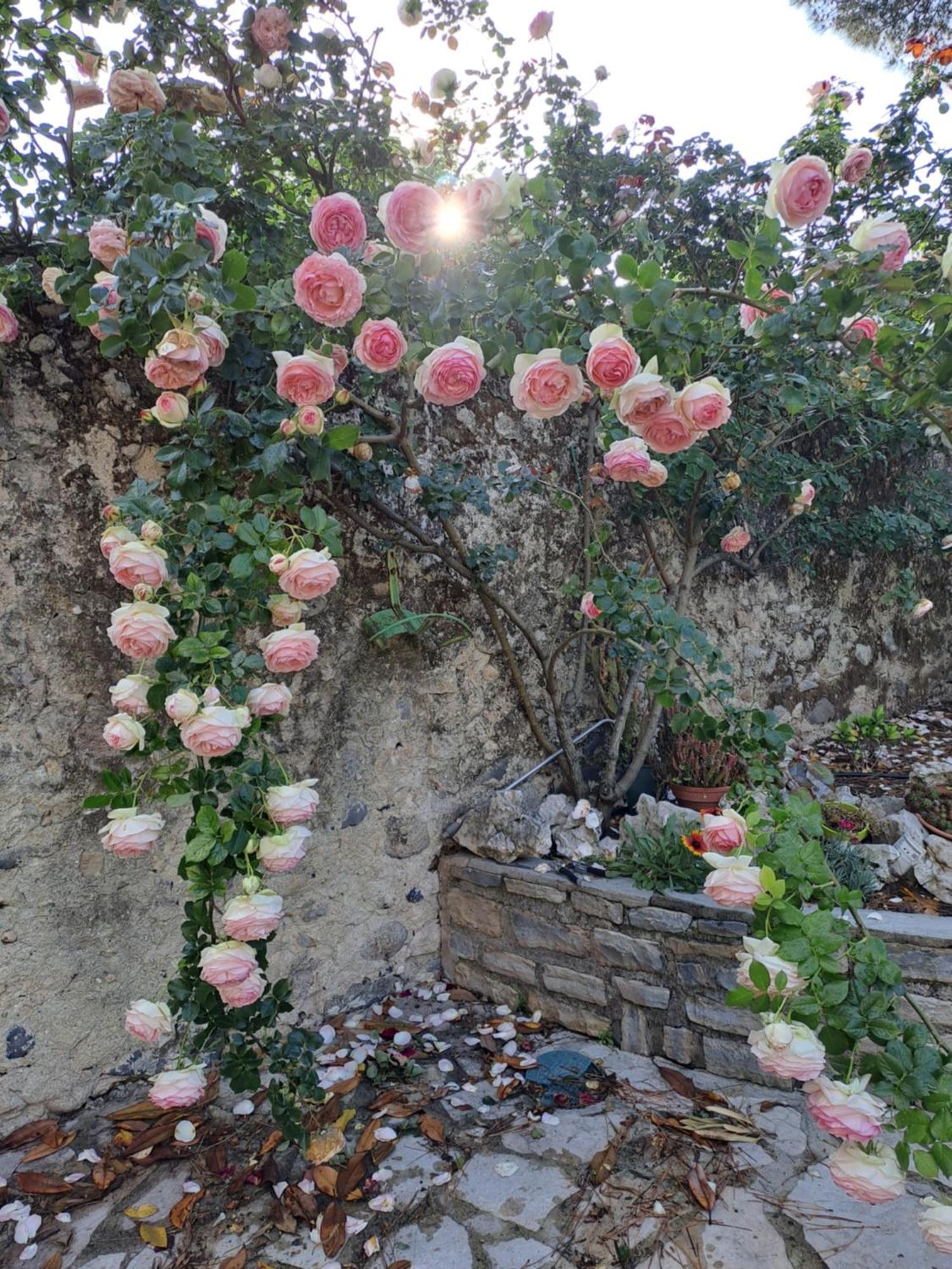 Gite 5 "Le Laurus" Aux Magnolias Aubenas Dış mekan fotoğraf